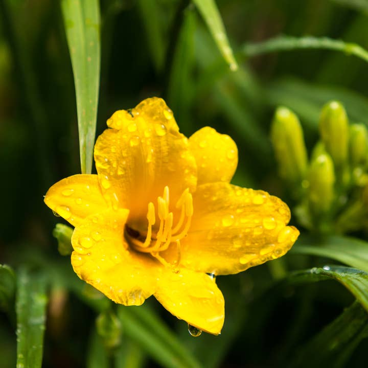 Hemerocallis Stella de Oro – 12 plantas – Ø9cm – Altura 10-25cm – Lirio de día amarillo dorado – Perenne de floración continua – Resistente al invierno para parterre y jardín de rocas para venta al por mayor de Oasis of Life