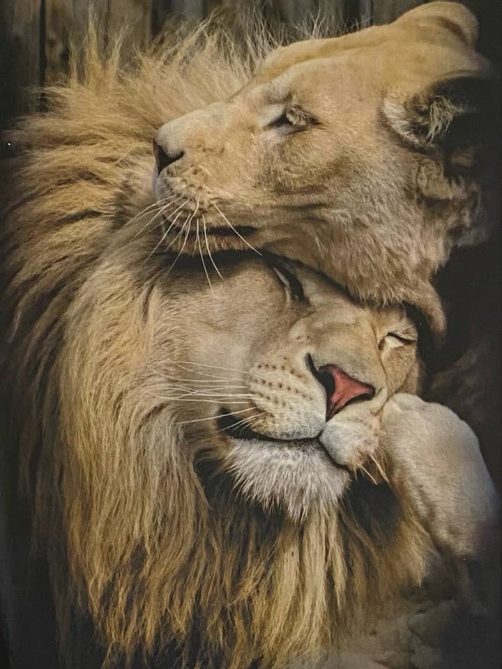 90210 Exoten voor wholesale door 90210 Exotics