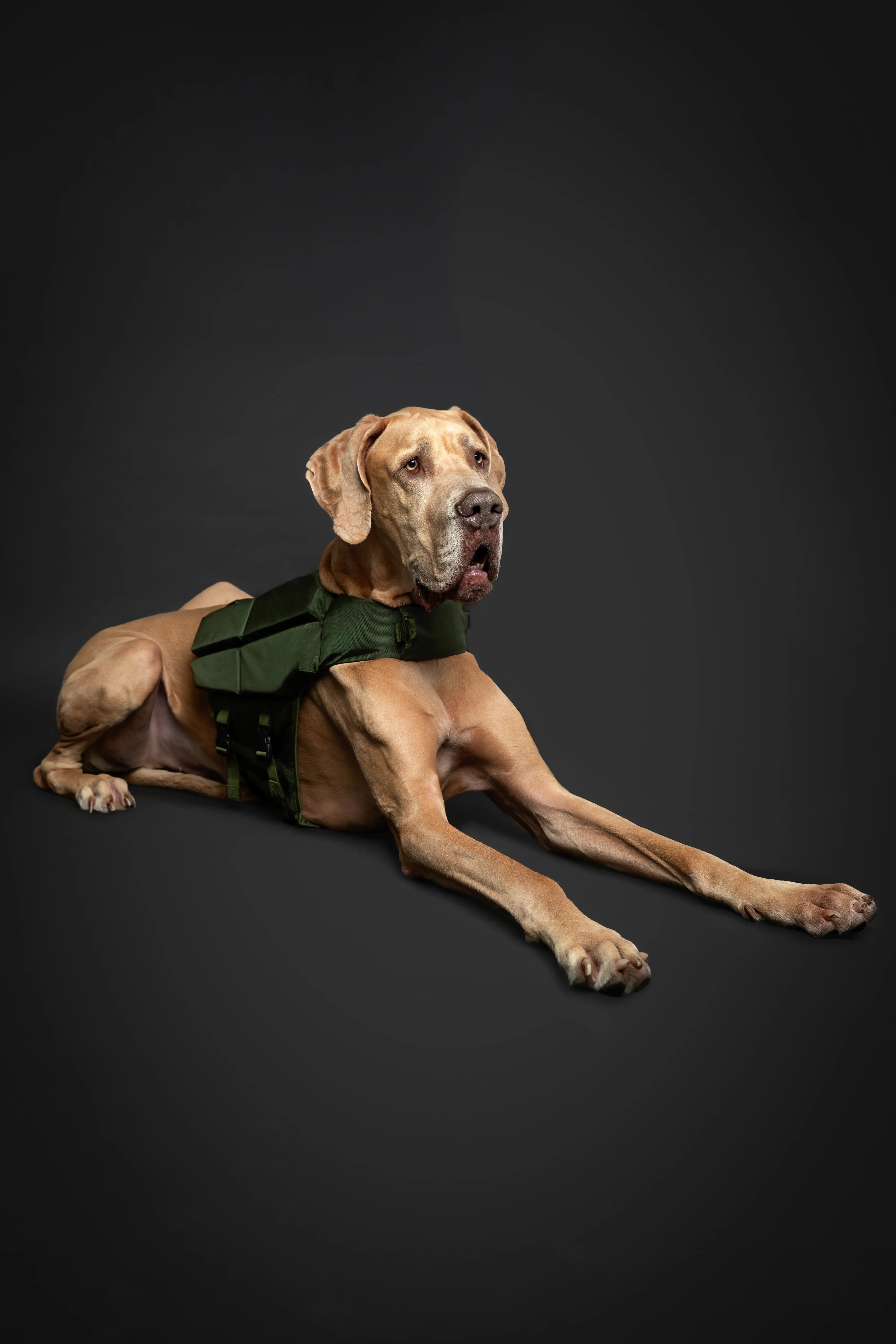 NOAH AND PAW LLC - Wholesale Pet Jacket - Dog - Human Standards Dog Lifejacket Design with 4x Foam Support for Max Floating - Green19