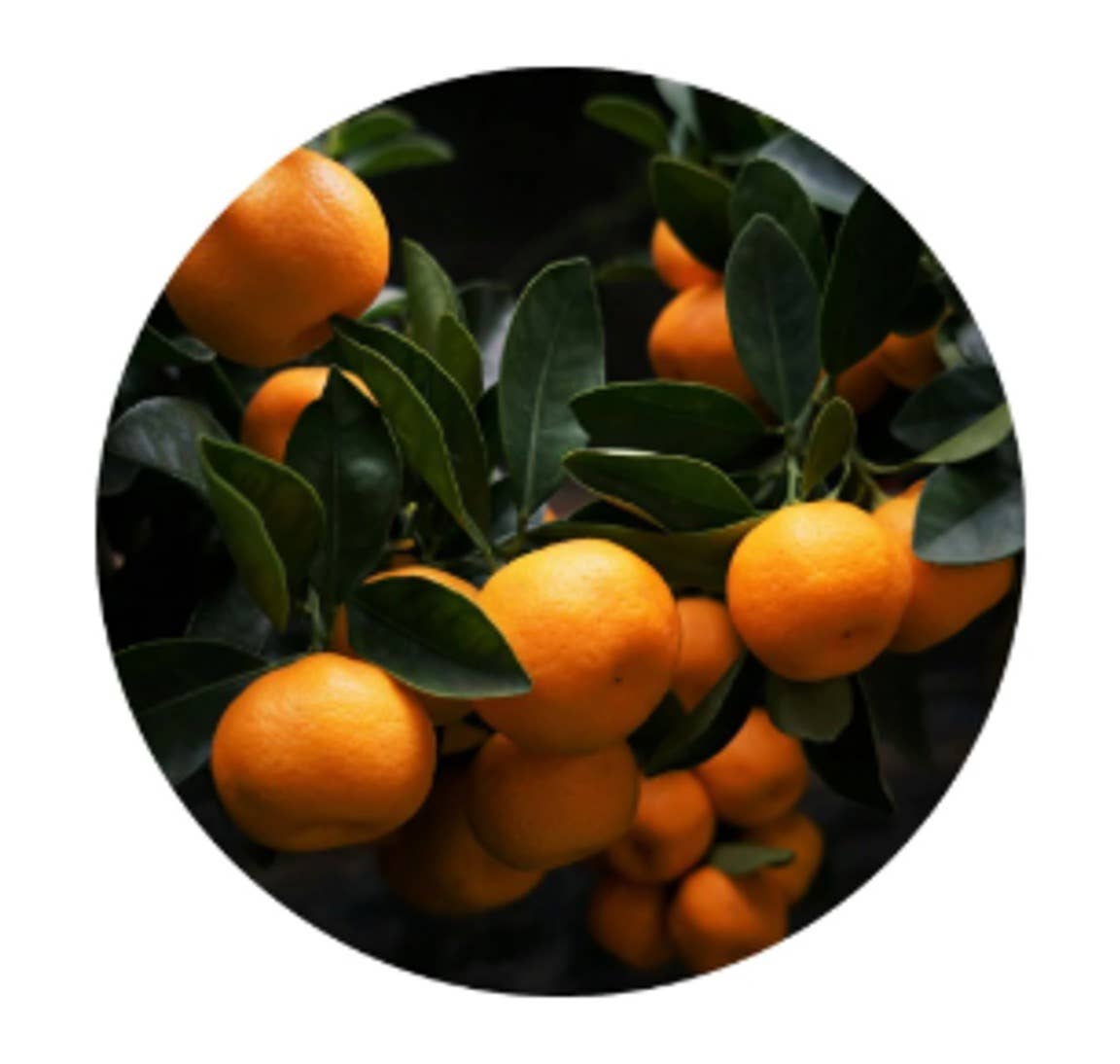 L'Atelier 100BON - Vente Parfum/Eau de toilette - Ambre & Tonka (Ambre & Fève Tonka) - Eau de Parfum - 30ml2