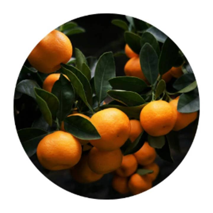 L'Atelier 100BON - Vente Parfum/Eau de toilette - Ambre & Tonka (Ambre & Fève Tonka) - Eau de Parfum - 30ml2