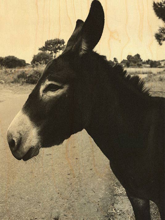 TARJETA POSTAL MADERA BURRO NEGRO y BLANCO para venta al por mayor de Hironwoods