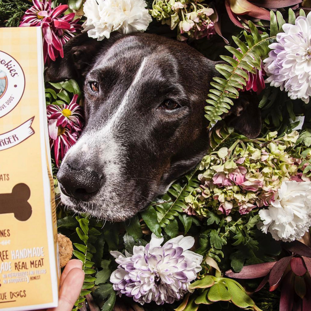 Belpharmed bv: Cooka's Cookies & Sensidog - Wholesale Pet Treats - Dog - Gourmet Burger - Natural Dog Treats7