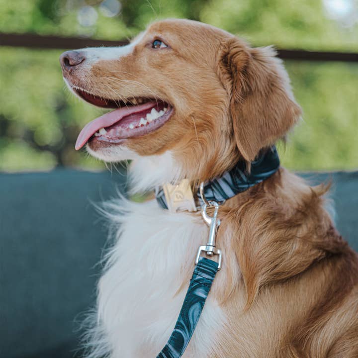 Collier LUPUS pour la vente par Wagging Tail