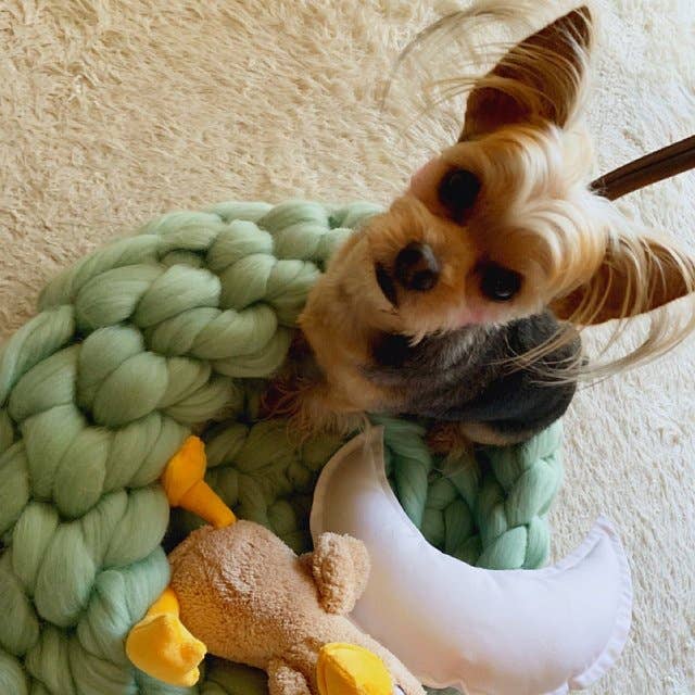 woolexperts - Venta al por mayor Cama - Gatos y perros - Cama para gatos Suministros para gatos Cama para gatos de punto grueso 100% lana merino4