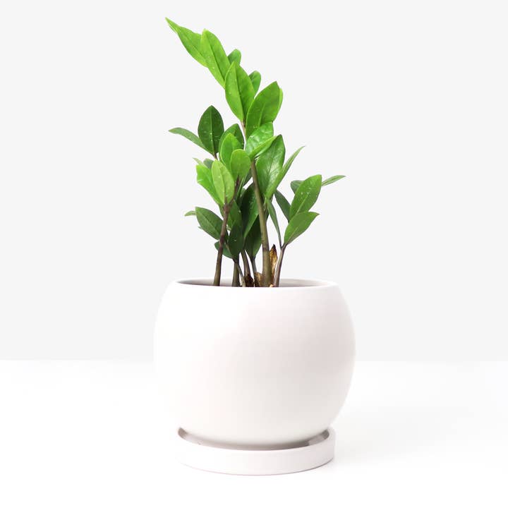 Ceramic Saucer, Round for wholesale by Matte Goods