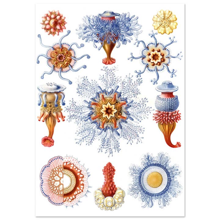 Siphonophores pour la vente par Maison de Paloma