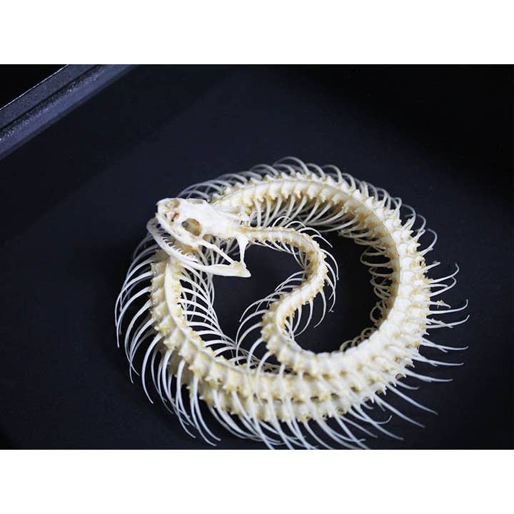 Newman Art Designs - Wholesale Decorative Figurine - Coiled Snake Skeleton in a Frame1