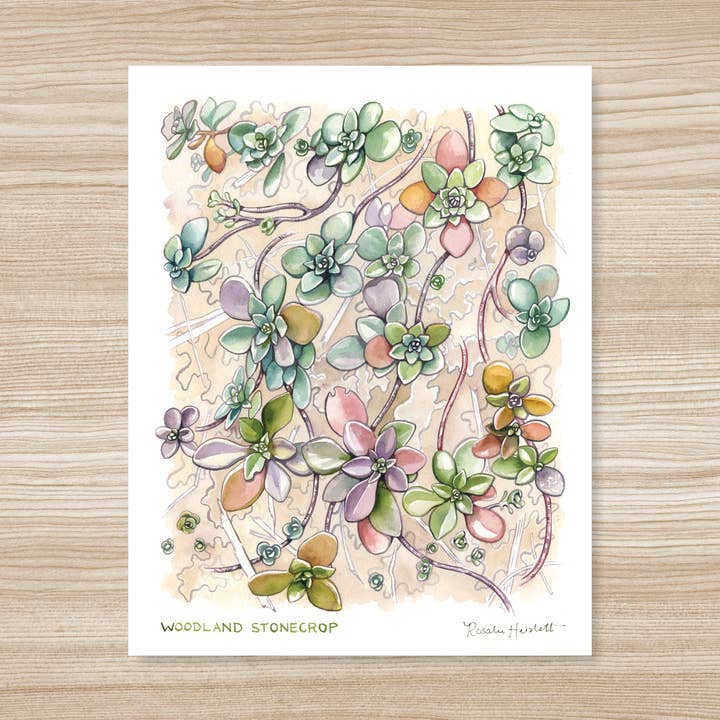 Woodland Stonecrop Succulent Art Print for wholesale by Rosalie Haizlett Illustration