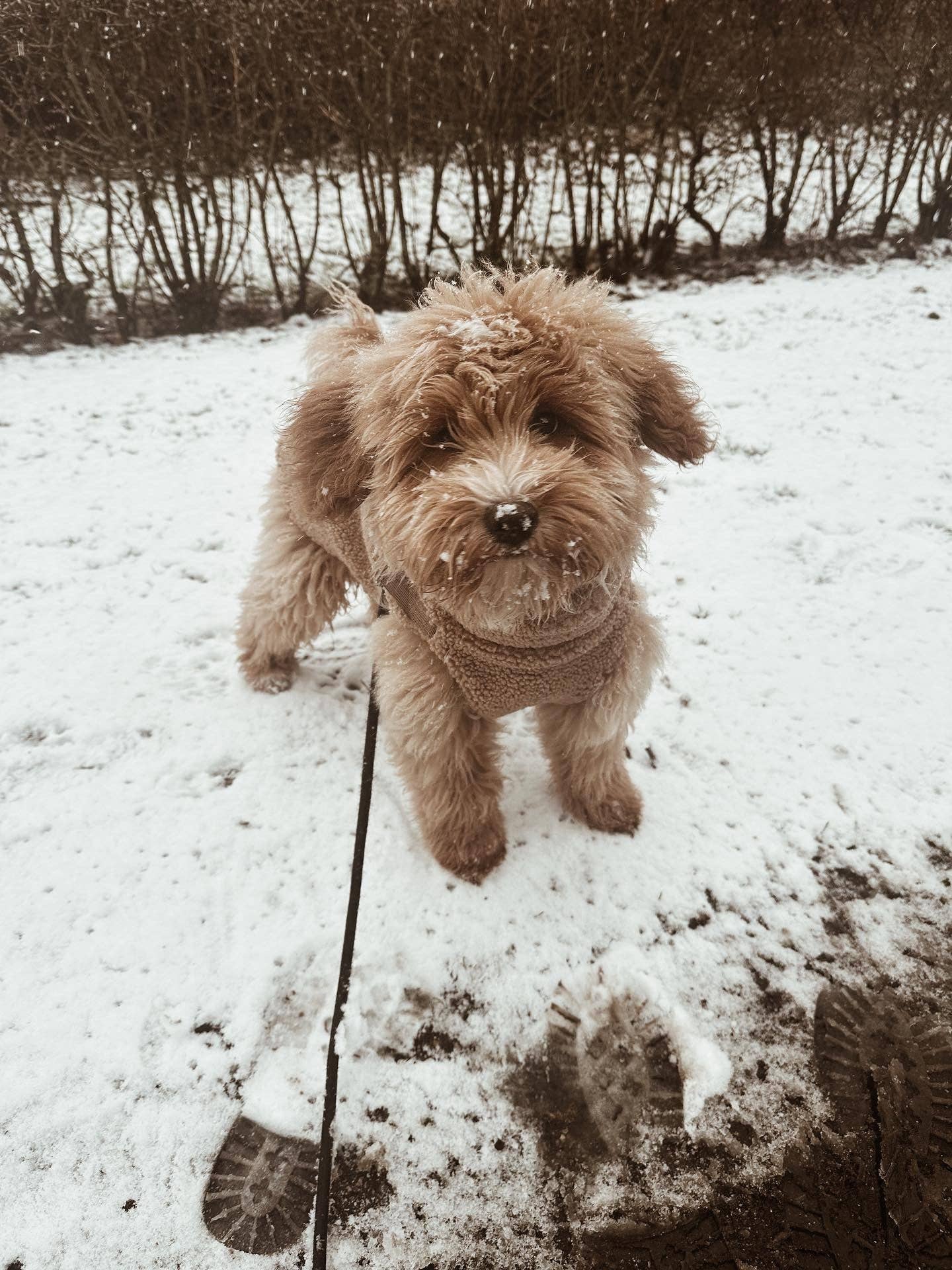 Puppy Bohème - Vendita all'ingrosso Cappotto - Cani - Cappotto teddy con pettorina integrata4