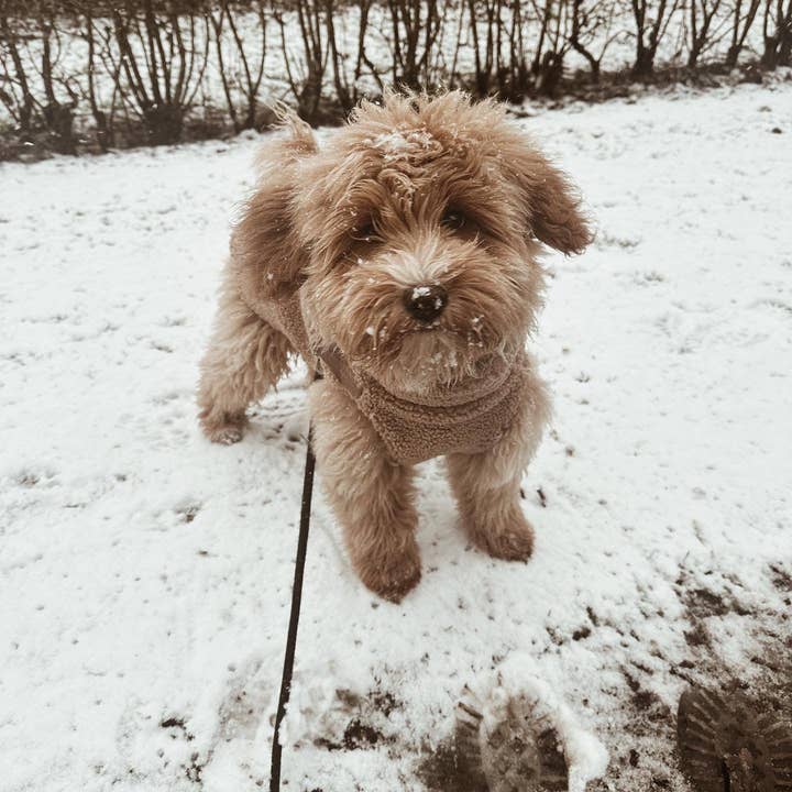 Puppy Bohème – casaco - Cão por atacado – Casaco de peluche com arnês4