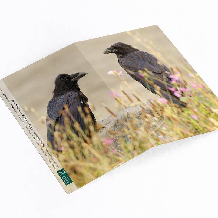 Corvus Corax Common Ravens Everyday Greeting Card for wholesale by Elster Photography/Big Picture Greetings