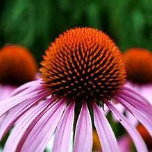 Echinacea - Ört i lösvikt för wholesale av Back2Nature Herbals