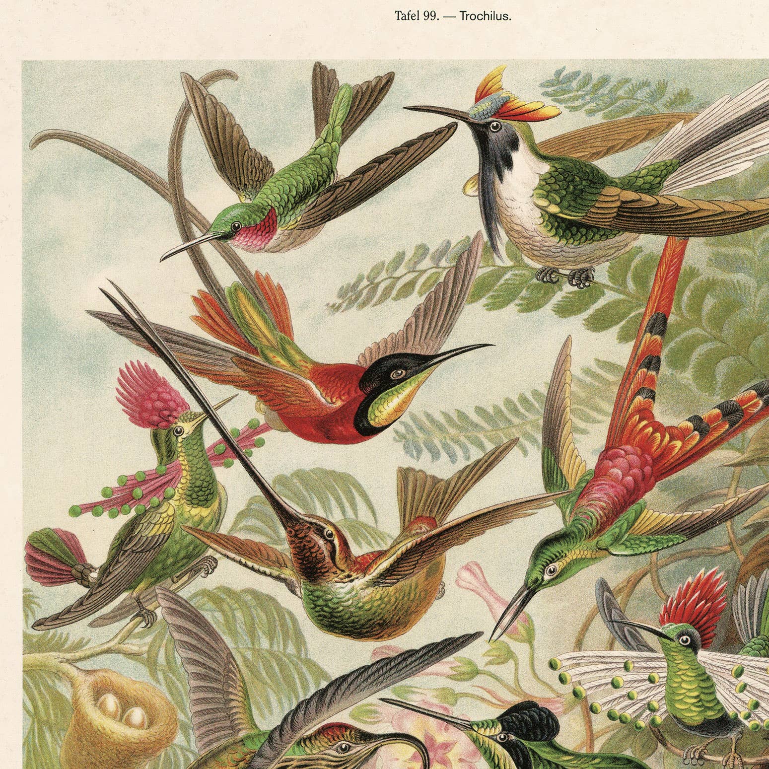 Curious Prints - Wholesale Art Print - Vintage Haeckel Hummingbirds Print w/ optional frame1