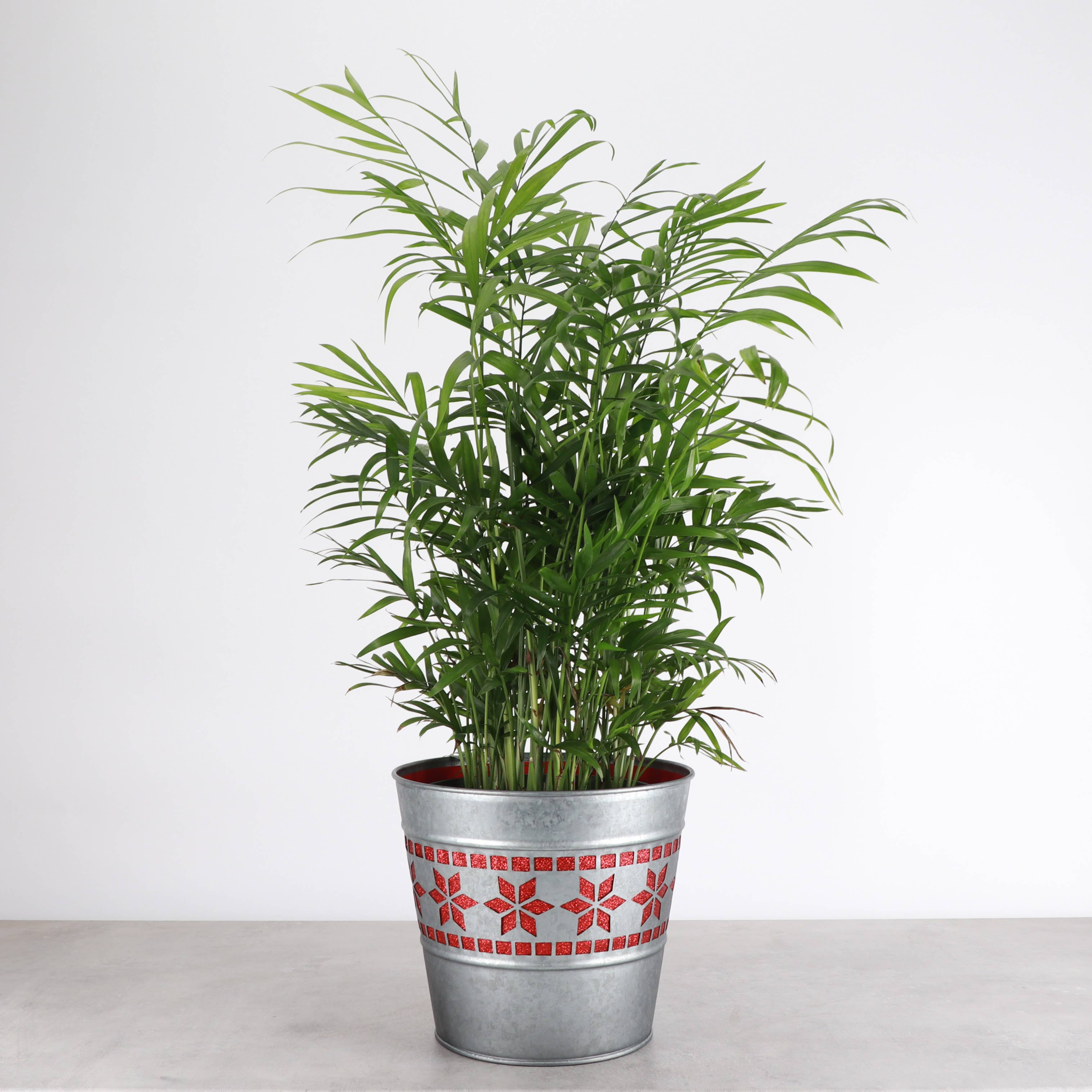 Thorsen's Greenhouse - Wholesale Plant Pot - Winter Star Metal Pot for Houseplants - 4" and 6" Options3