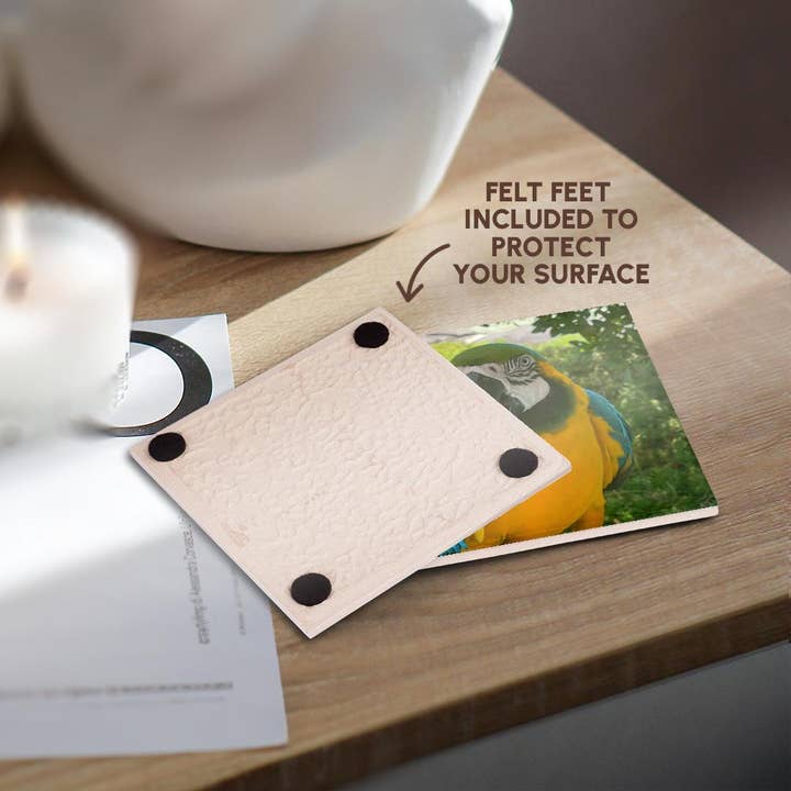 3dRose - Wholesale Coasters - 3dRose, Closeup Macaw, Coaster3