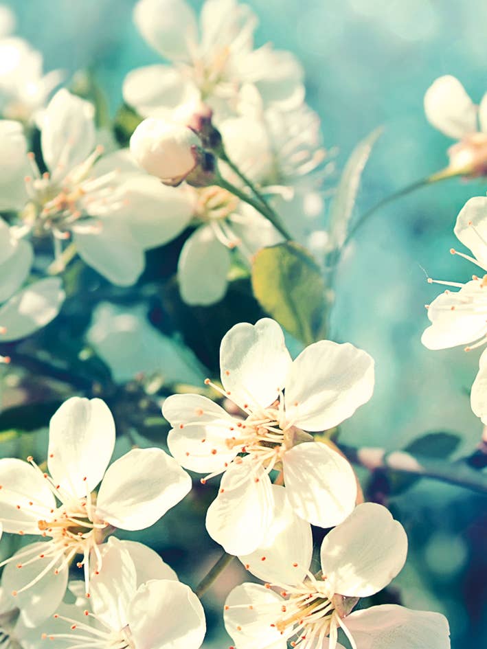 Blank Card, Blank, Floral Blossom for wholesale by Piccadilly Greetings