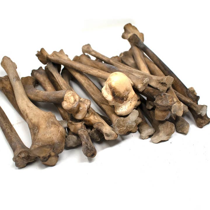 osso da perna de lobo cinzento por atacado de Oreamnos Oddities