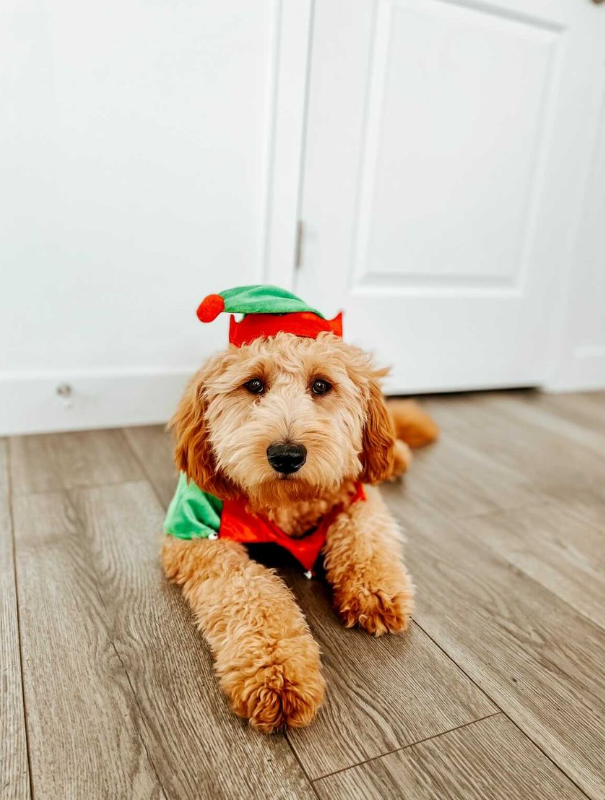 Midlee Designs – wholesale Pet costume – Dog – Midlee Dog Elf Costume9