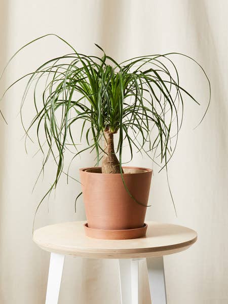 Ponytail Palm for wholesale by Bloomscape