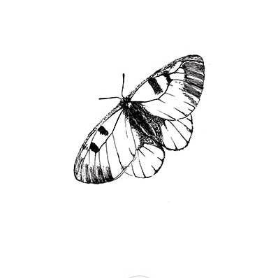 Tatuagem Temporária Borboleta, Pacote com 5 por atacado de Sioou