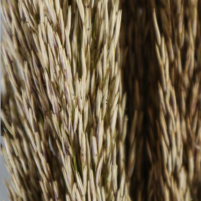 Concari.flores Preservadas - Wholesale Dried/Pressed Flowers - NATURAL PRESERVED CANOTE1