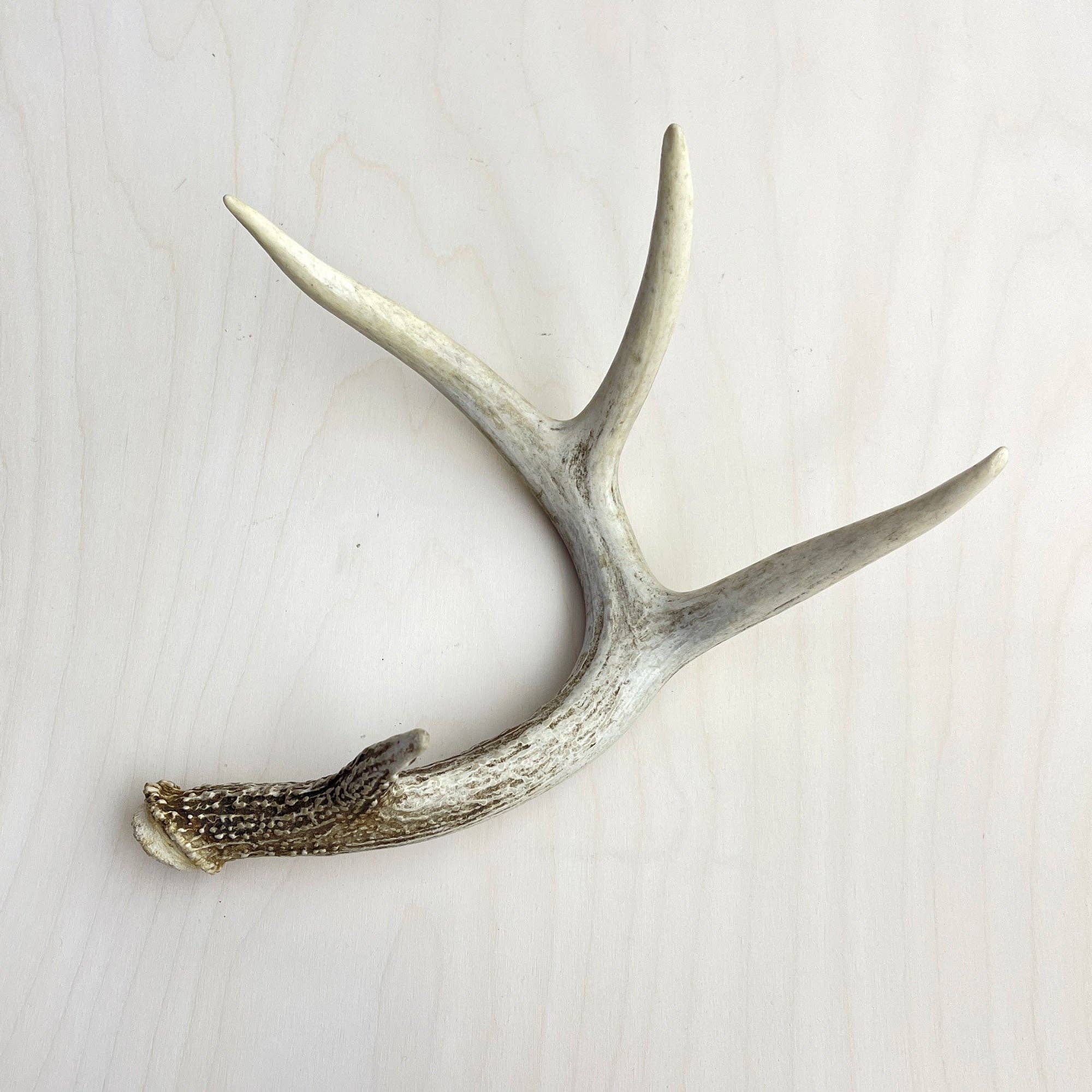 Farmhaus + Co. - Wholesale Decorative Tabletop Object - Antler Accents - Gilded8