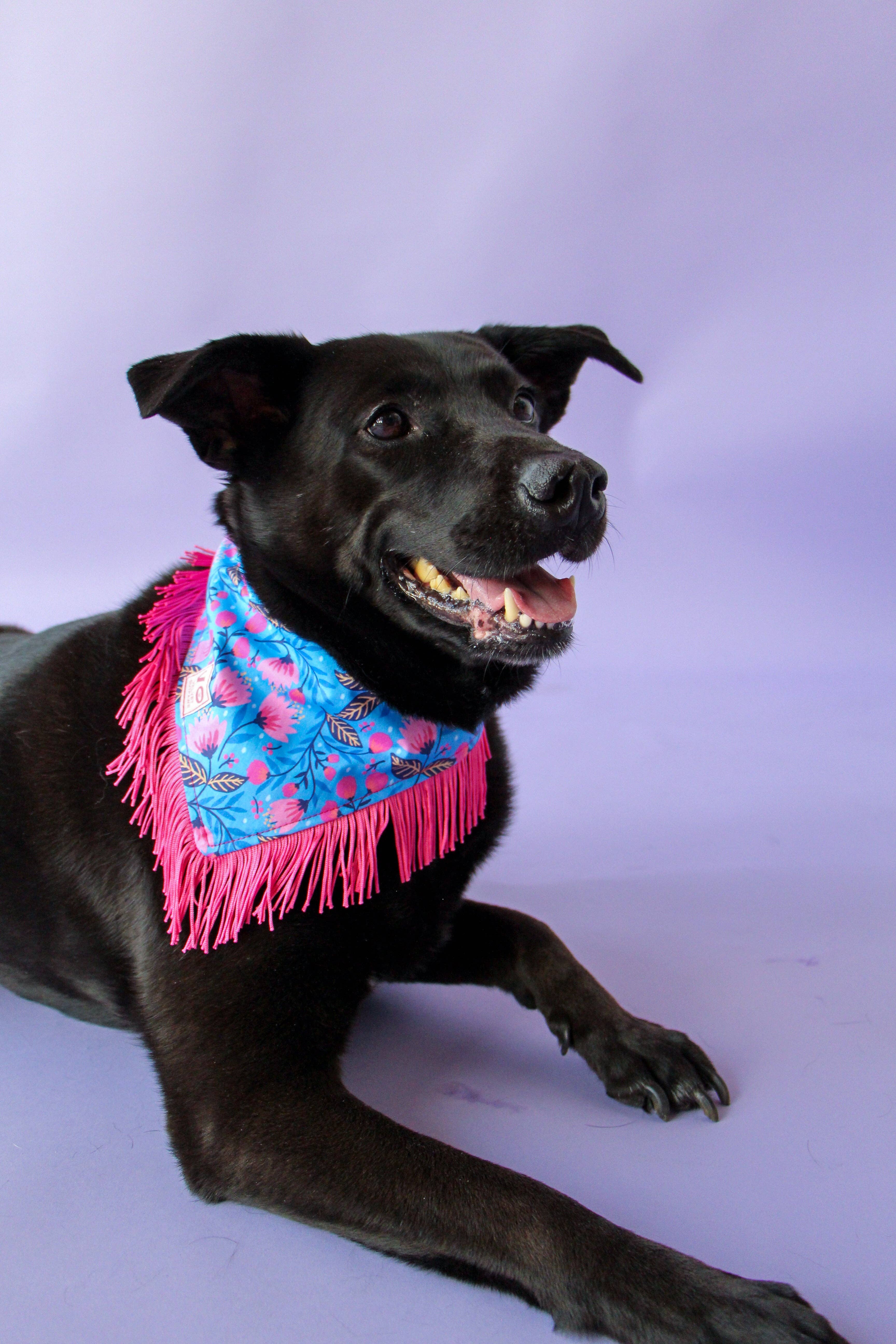 Velvet Outlaw - Wholesale Pet Bandana - Dog - Blooming Flower Fringe Pet Bandana6