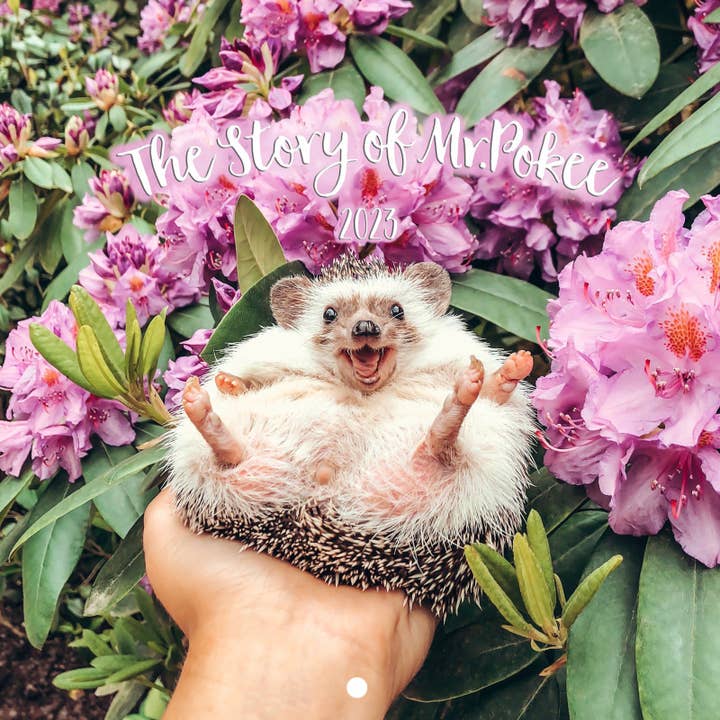 Calendrier 2023 - L'histoire de M. Pokee (édition spéciale) pour la vente par Mr.Pokee