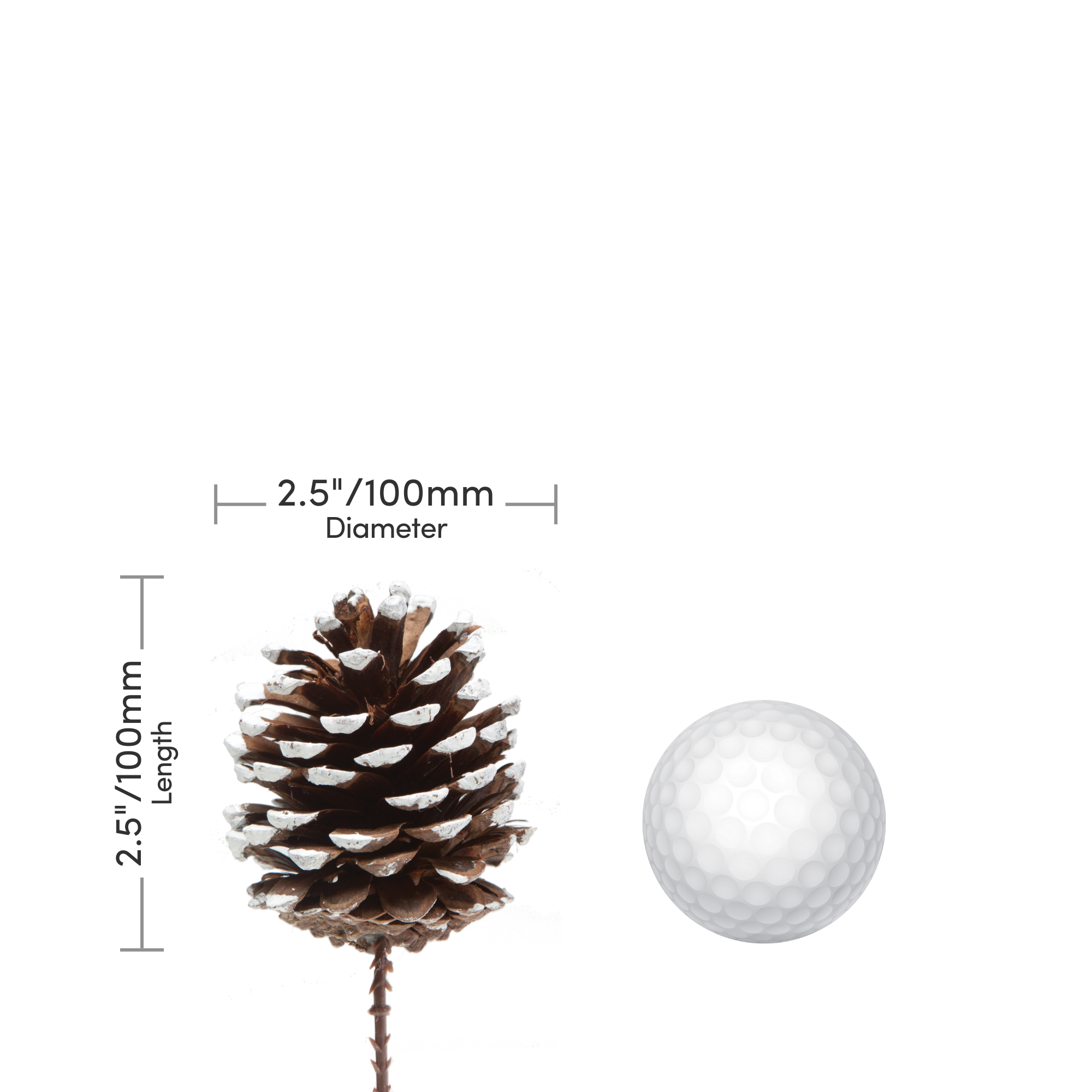 Jacobson - Wholesale Dried/Pressed Flowers - 8.5"OAL White Tipped Pinecone on Pick1