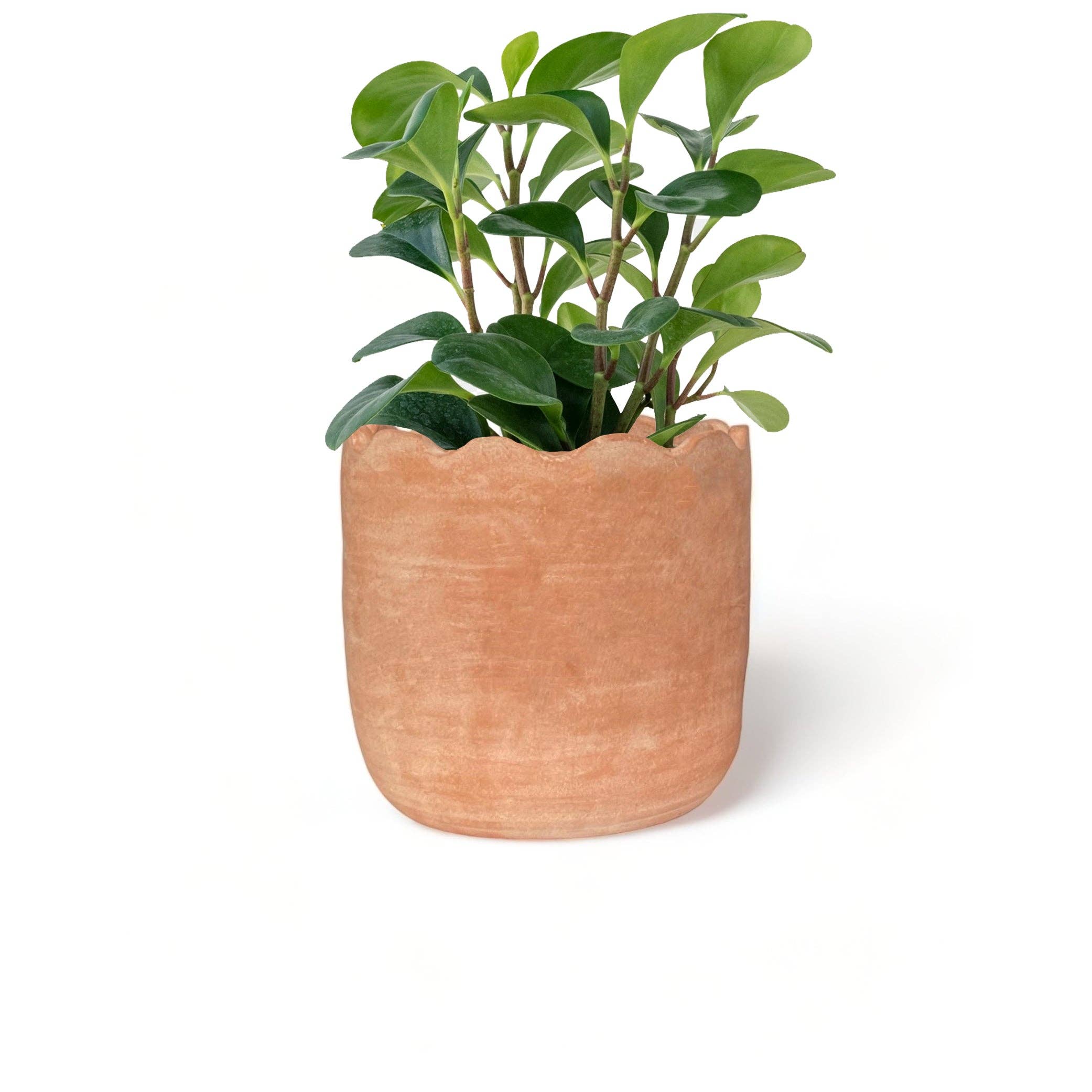 Meso Goods – wholesale Plant pot – Wavy Large Floor Terracotta Planter by Diego Olivero Studio1