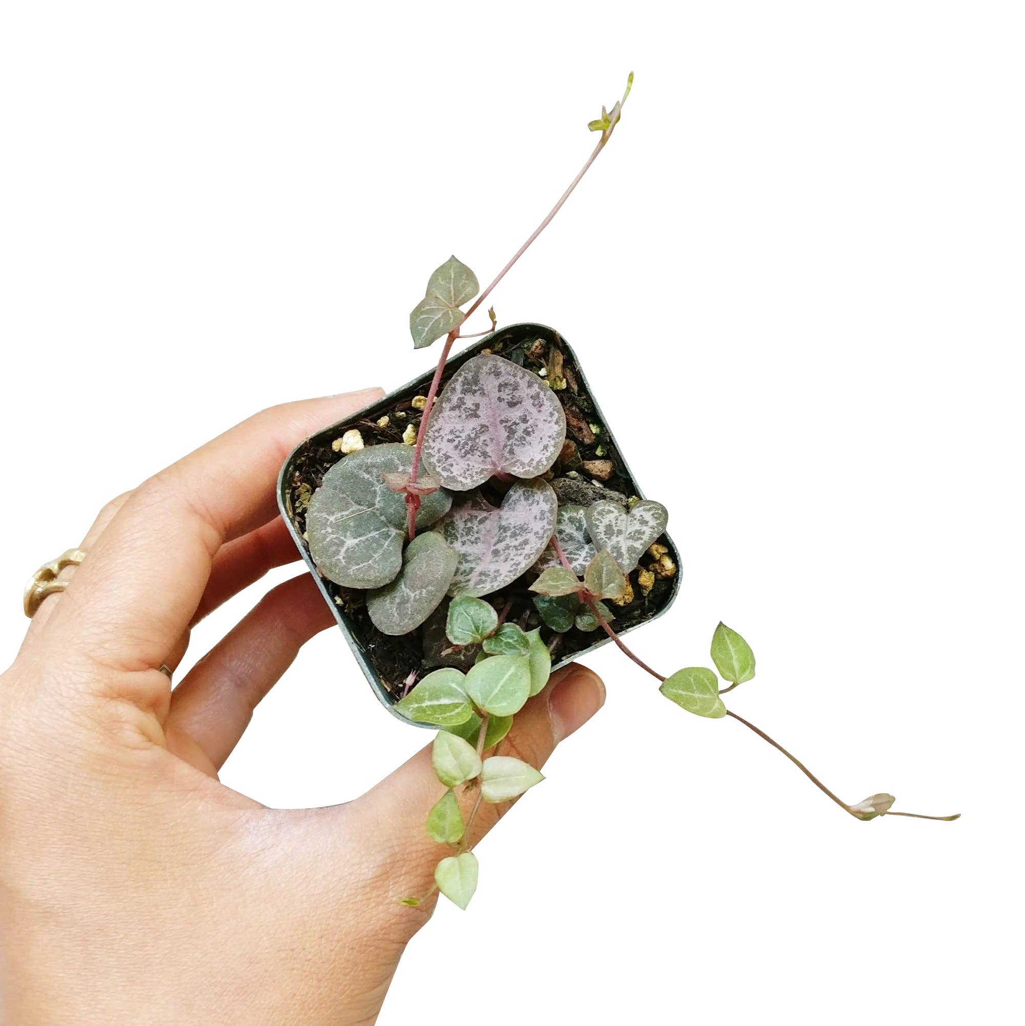 Best Plant Friend - Vente Succulentes - String of Hearts - Plante succulente traînante en pot de 2/4/6 pouces1