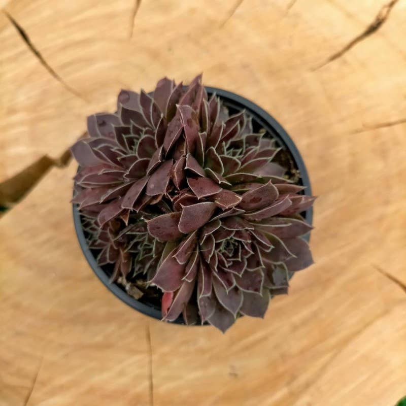 Best Plant Friend - Wholesale Succulent - Sempervivum heuffelii 'Mystique' – 2-Inch Grower Pot1