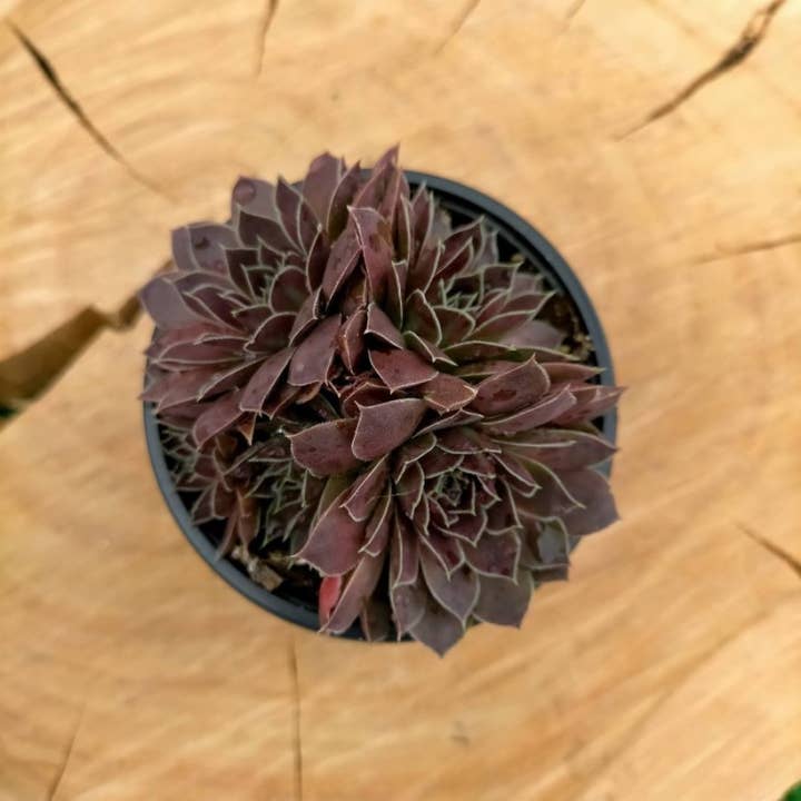 Best Plant Friend - Wholesale Succulent - Sempervivum heuffelii 'Mystique' – 2-Inch Grower Pot1