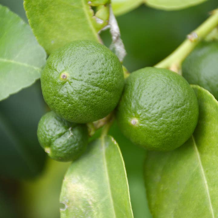 Oasis of Life - Wholesale Live Plant - Lime – 3 plants – Citrus Aurantifolia – Height 25–40cm – Ø9cm – Fragrant citrus plants with edible fruits – Ideal container plant for balcony, terrace & home3