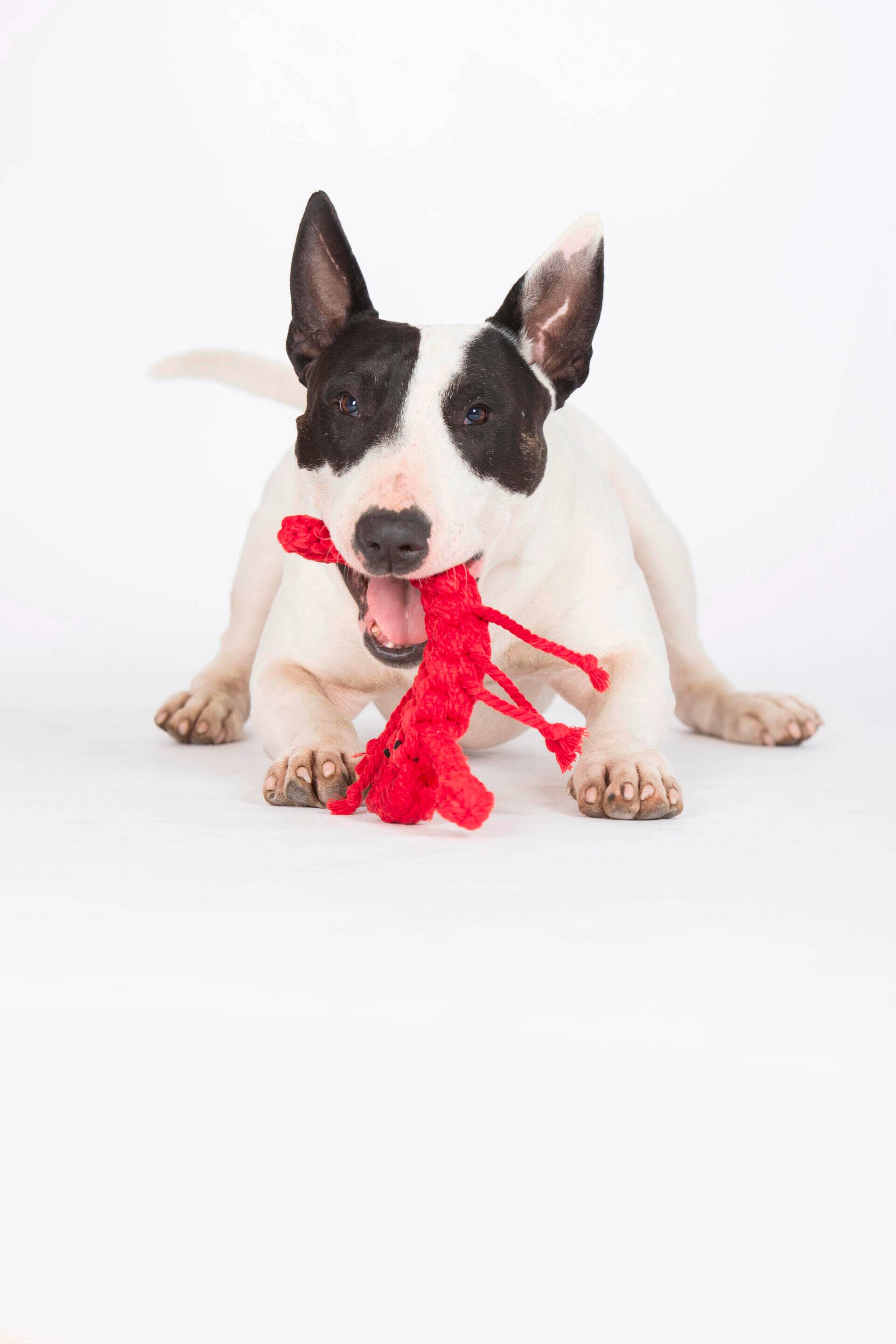 LABONI - Volentis GmbH - Vendita all'ingrosso Giocattolo di corda - Cani - Hugo Hummer10