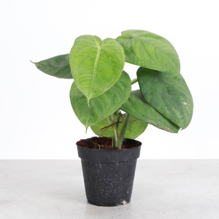 Thorsen's Greenhouse - Wholesale Live Plant - Syngonium Ice Frost - 4" Live Plant 4