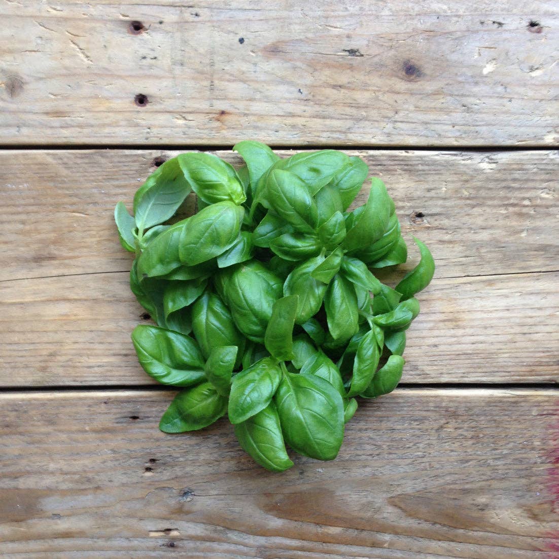 Piccolo Seeds - Wholesale Plant Seeds - Basil Genovese1