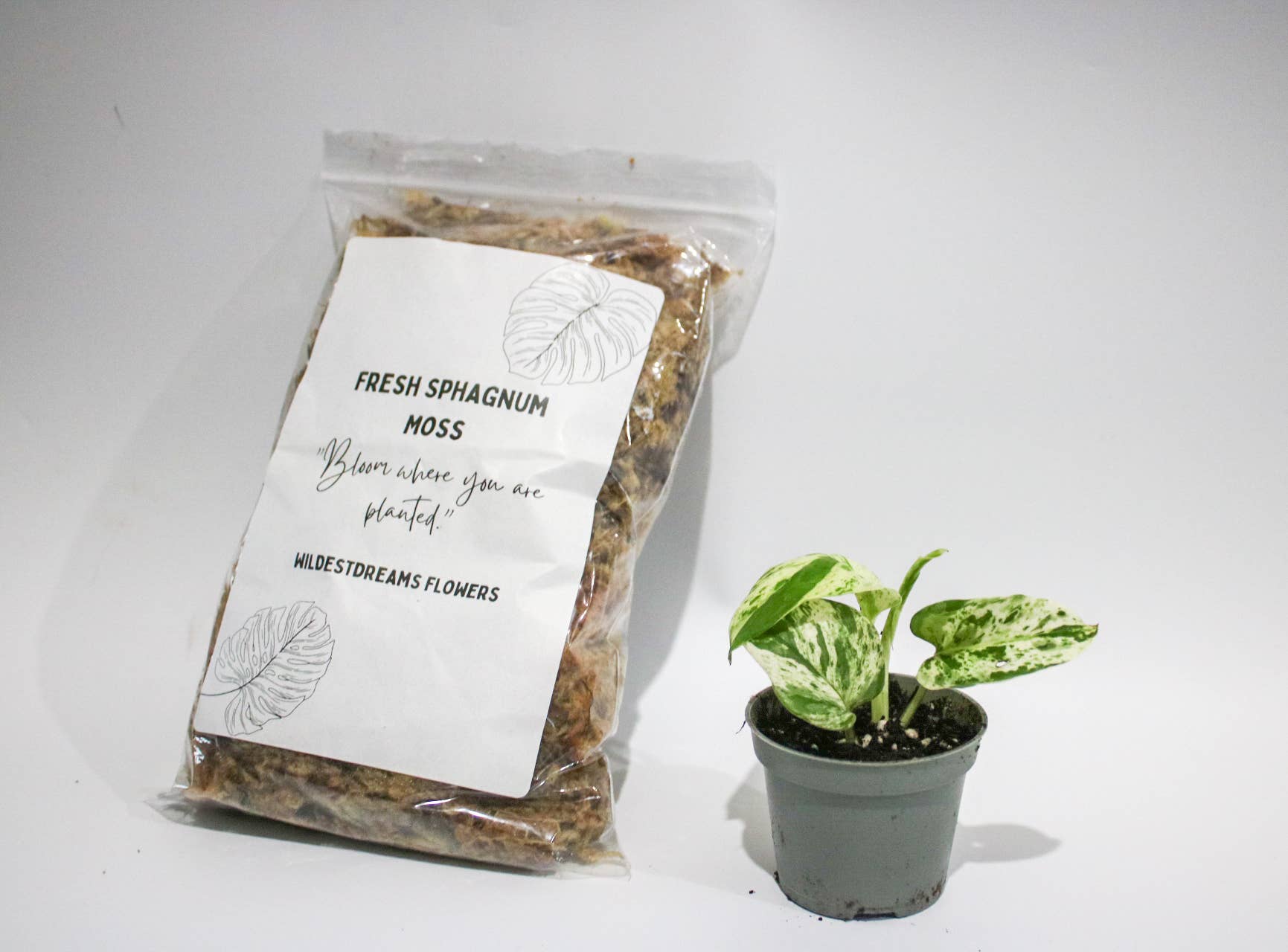 Wildestdreams.flowers - Vendita all'ingrosso Terriccio per piante/vasi - Confezione Duo Torba e Muschio Sphagnum Fresco per Piante3