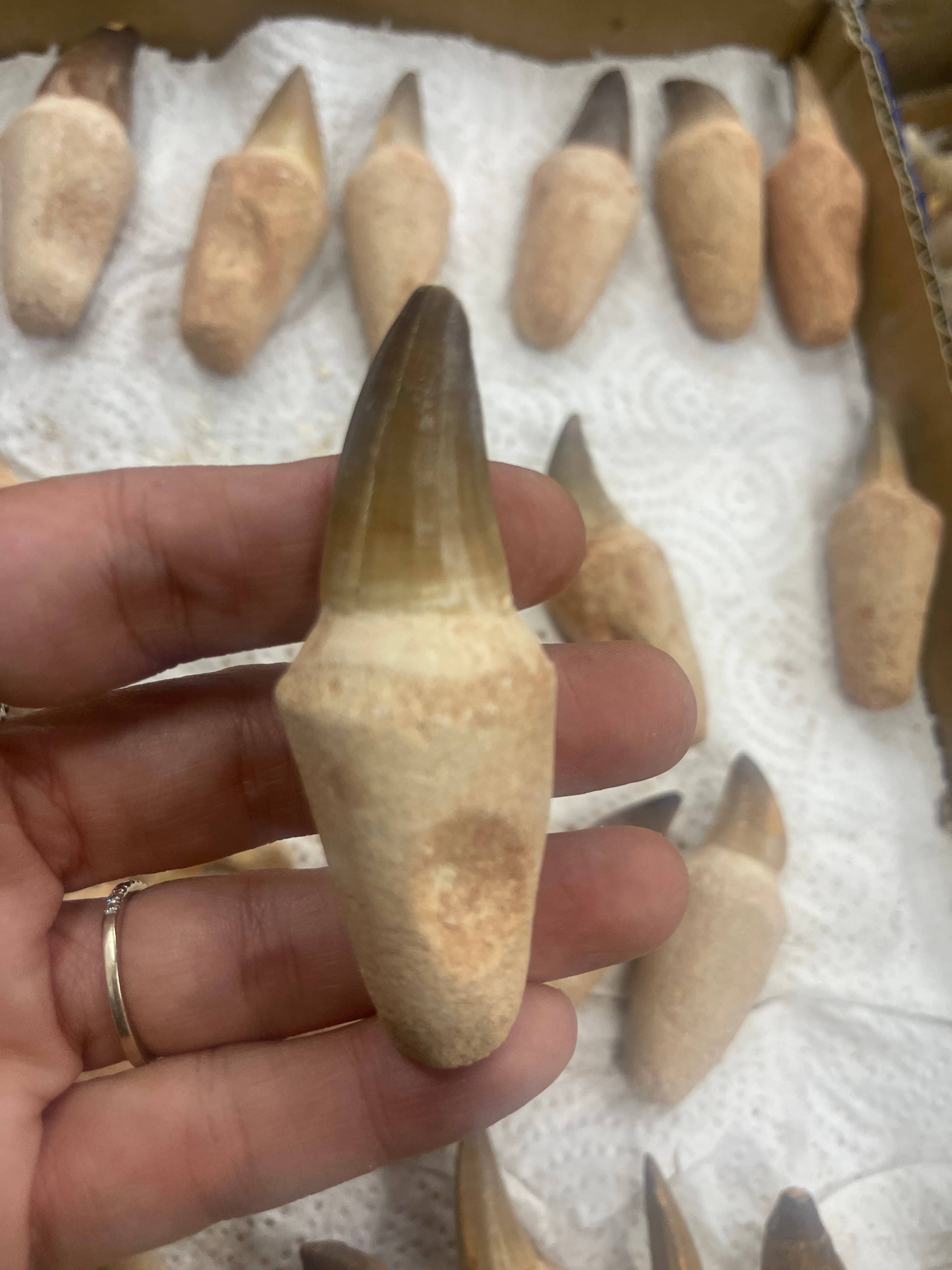 Casablanca Exports - Wholesale Decorative Tabletop Object - Mosasaurus tooth on root 1