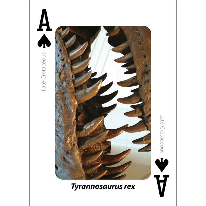 AdventureKEEN - Wholesale Playing Cards - Fossils Playing Cards6