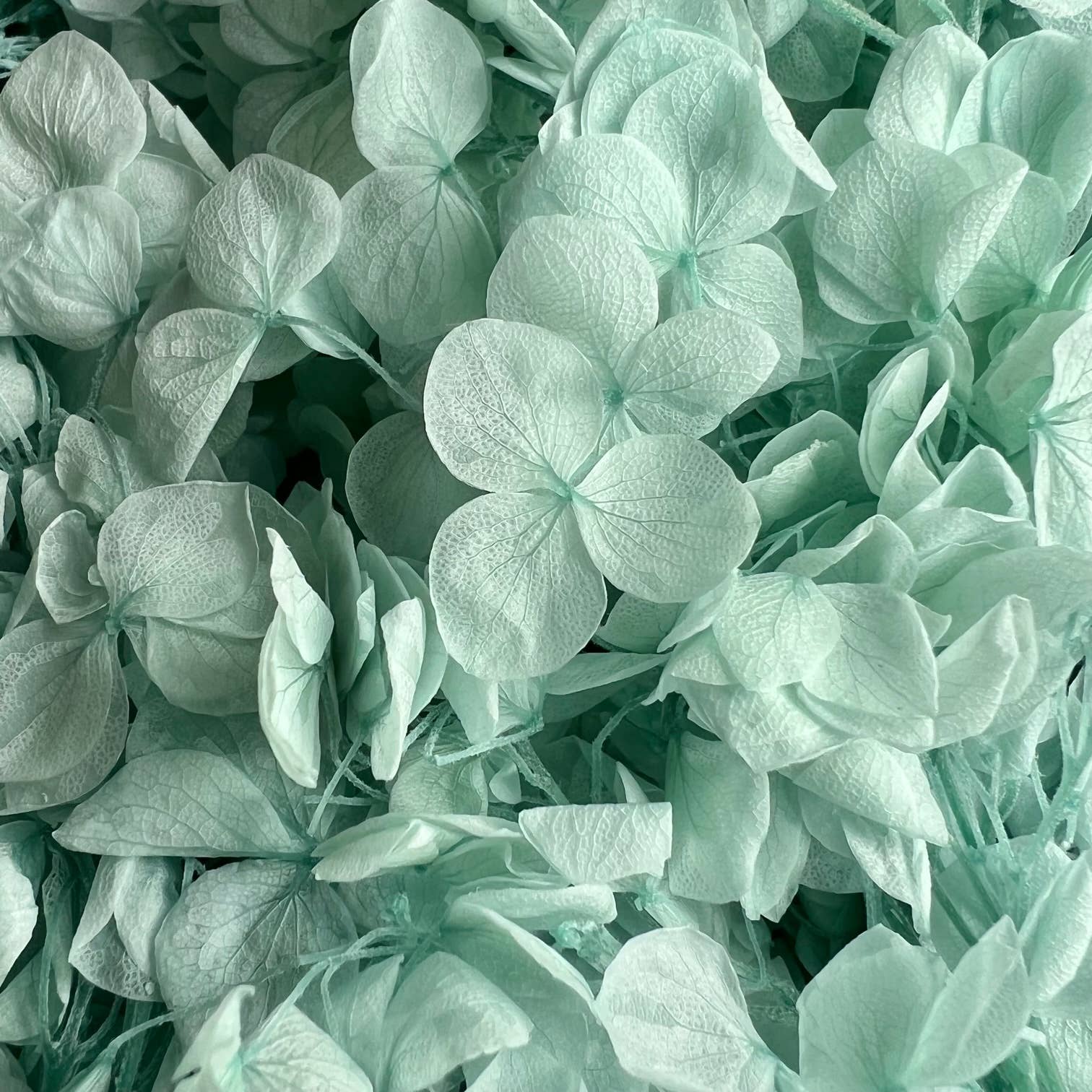 Flowery Work - Wholesale Dried/Pressed Flowers - 30 Colours Preserved & Dried Boxed Hydrangea Flower 30g14