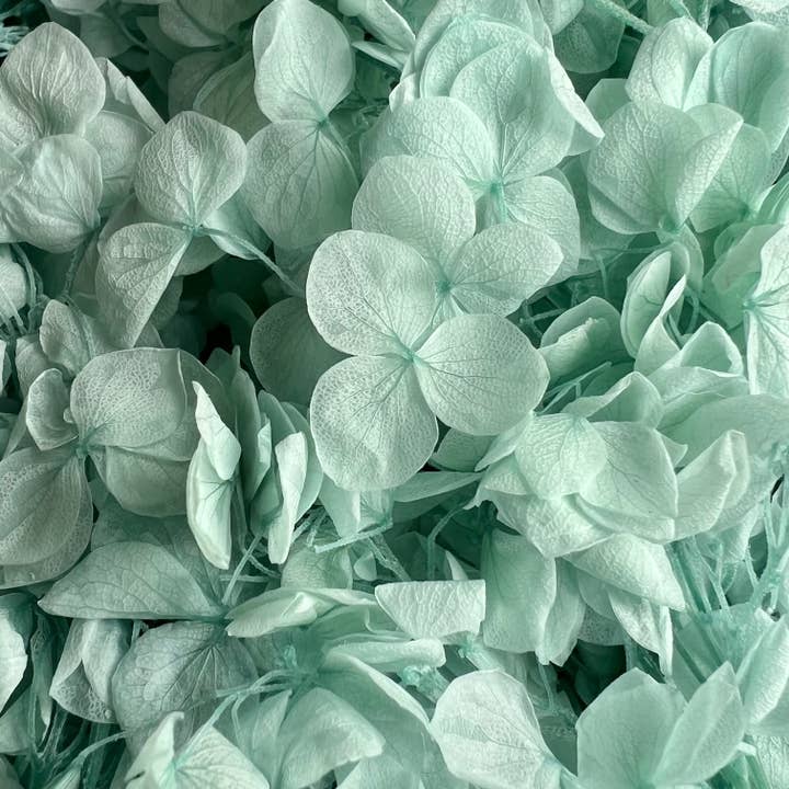 Flowery Work - Wholesale Dried/Pressed Flowers - 30 Colours Preserved & Dried Boxed Hydrangea Flower 30g14