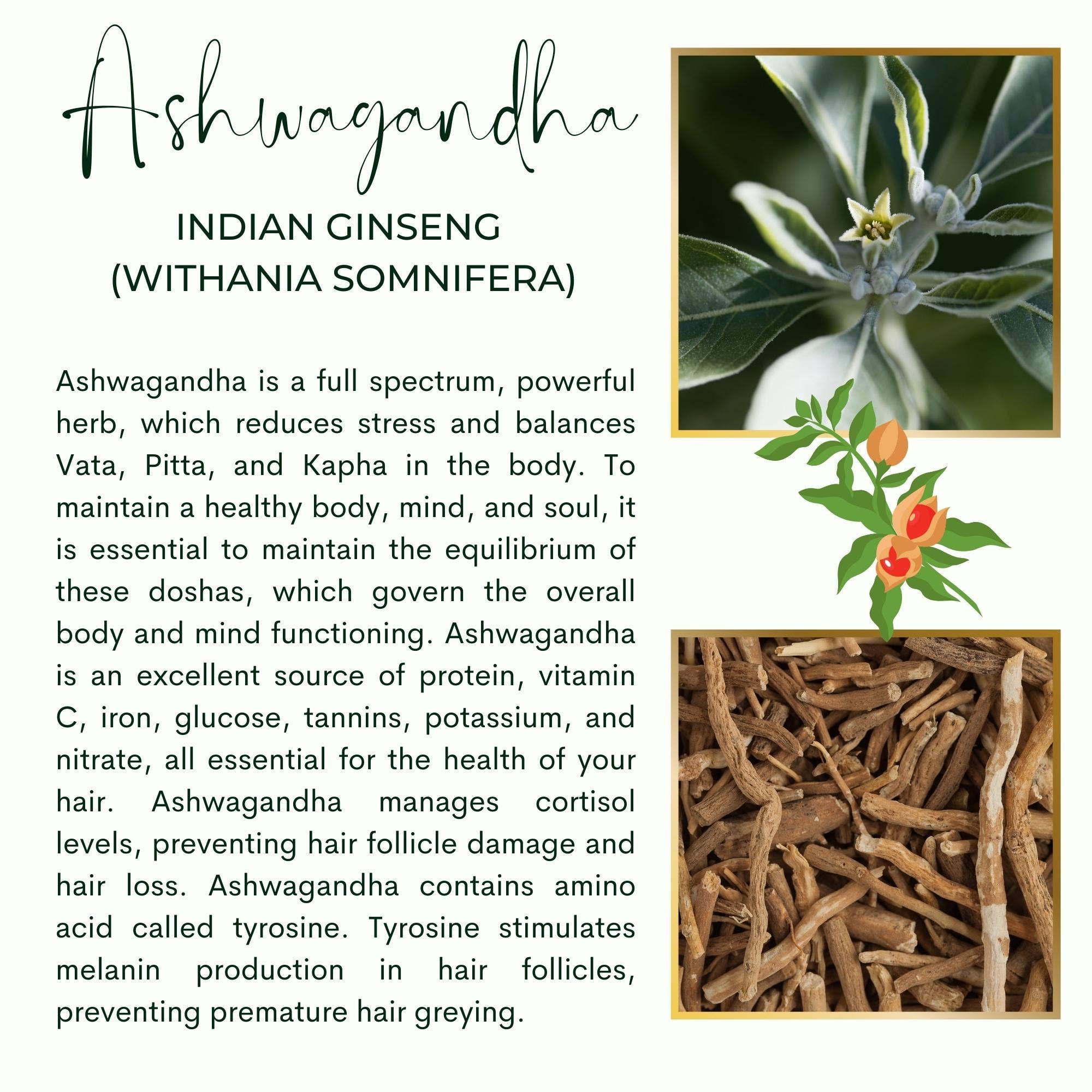 The Sacred Essence – wholesale Scalp/hair treatment – FIFTH DIMENSION RICE WATER - Hair Strength Superpower8