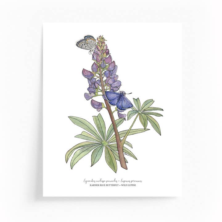 Lupine and Karner's Blue Butterfly Botanical 8x10 Print for wholesale by Wander & Gather