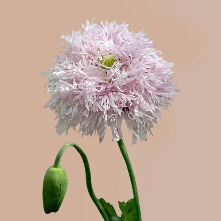 Plantgem - Wholesale Plant Seeds - Breadseed Poppy Lilac Pompom - 50 Seeds1