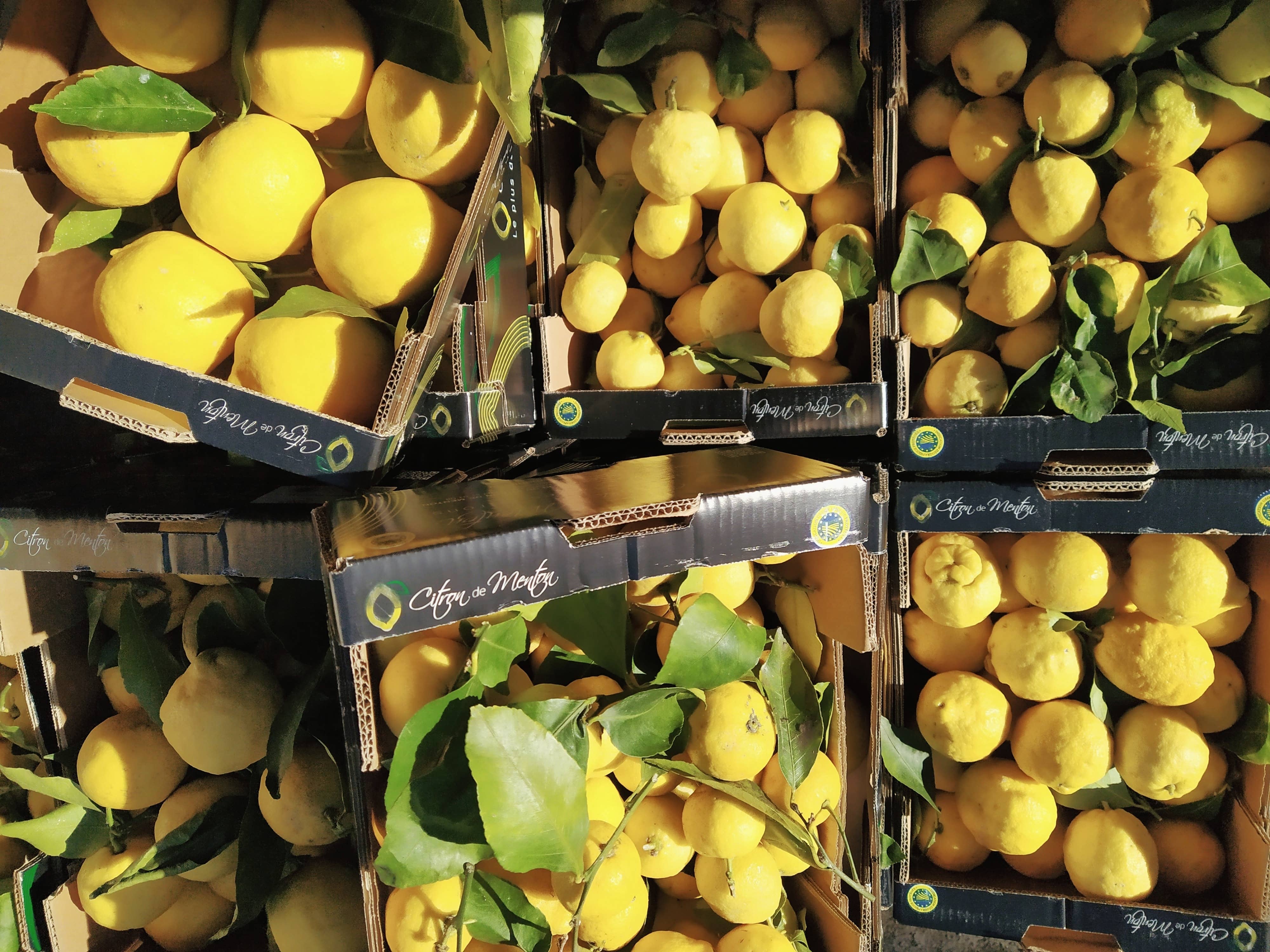 Granhota - Wholesale Vinegar - White Wine Vinegar with Menton Lemon2