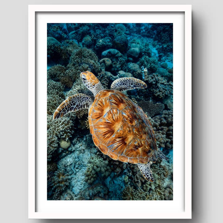 Anfallare Grön Havssköldpadda Konstaffisch för wholesale av Above And Below Gallery