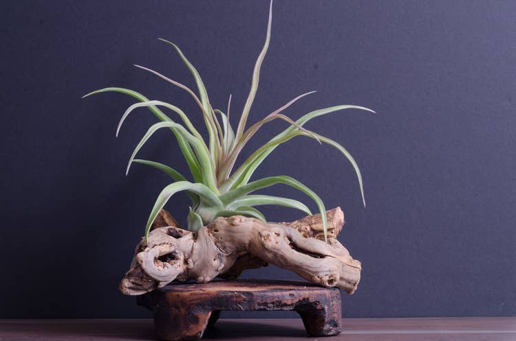 The Artizan Way - Wholesale Live Plant - Tillandsia Streptophylla - Air Plant3