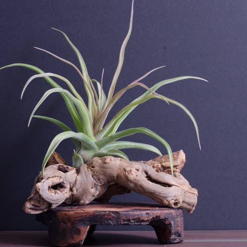 The Artizan Way - Wholesale Live Plant - Tillandsia Streptophylla - Air Plant3